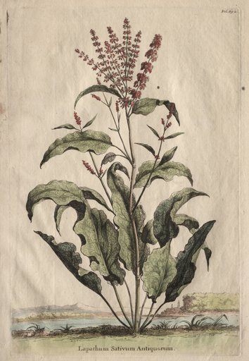 Phytographia Curiosa: Lapathum Sativum Antiquorum