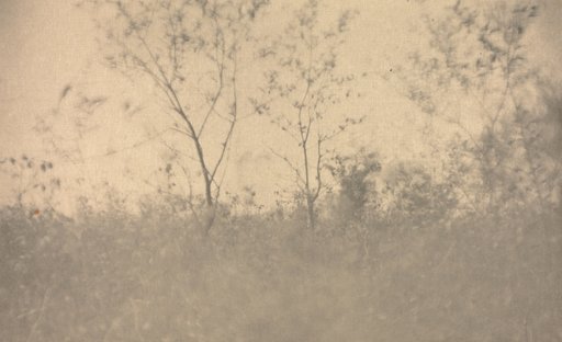 Camera Work: Spring