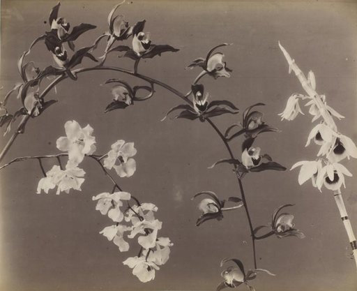 Study of Orchids
