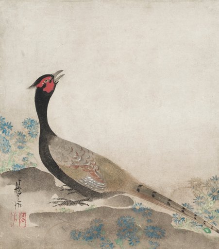 Pheasant