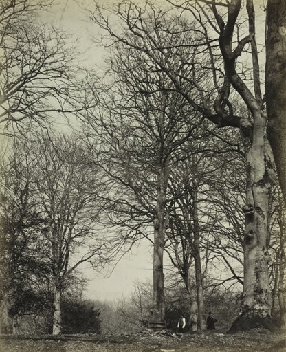 Queen Adelaide's Beech