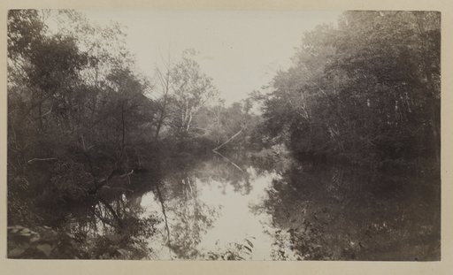 Avondale