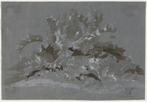 Study of Weeds