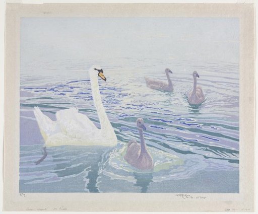 Swans and Cygnets