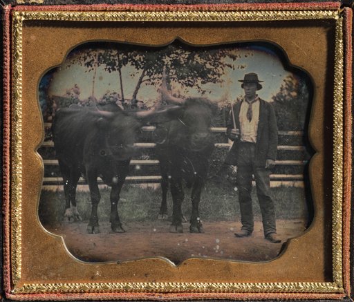 Two Oxen and Driver