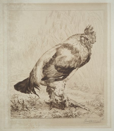 The Old Cock