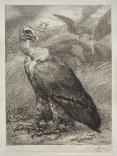 The Vulture