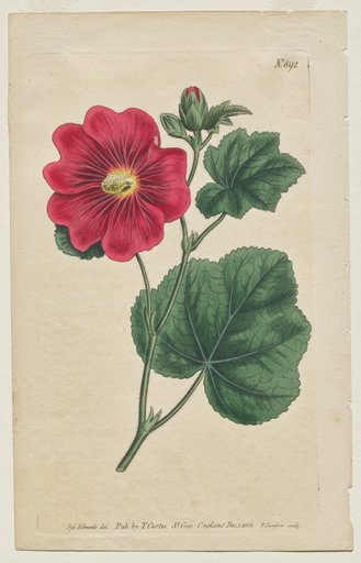 The Botanical Magazine or Flower Garden Displayed: Plate 892, Althaea Flexuosa. Seringapatam A Hollyhock . [Althea rosea]