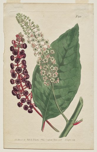 The Botanical Magazine or Flower Garden Displayed: Plate 931, Phytolacca Decandra. Virginian Poke. [Phytolaca Americana]