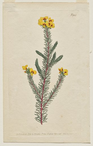 The Botanical Magazine or Flower Garden Displayed: Plate 944, Dillwynia Glaberrima. Smooth-Leaved Dillwynnia. [Dillwynia ericifolia gaberrima]