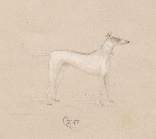 Hira