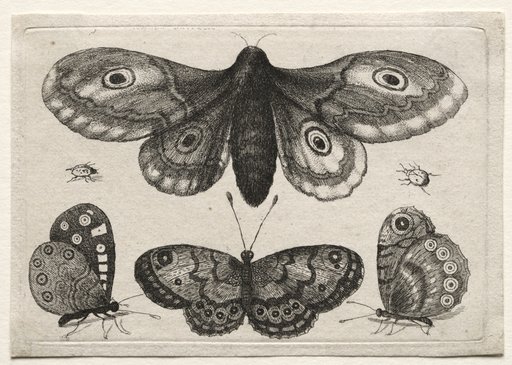 Muscarum Scarabeorum, vermiumque Variae Figure & Formae: A Moth, Three Butterflies and Two Beetles