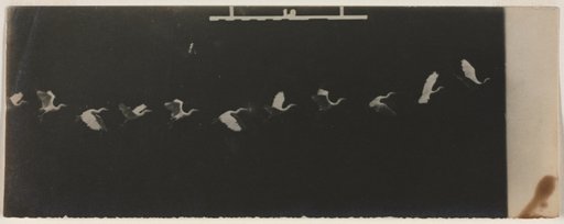 Chronophotograph of a Flying Heron