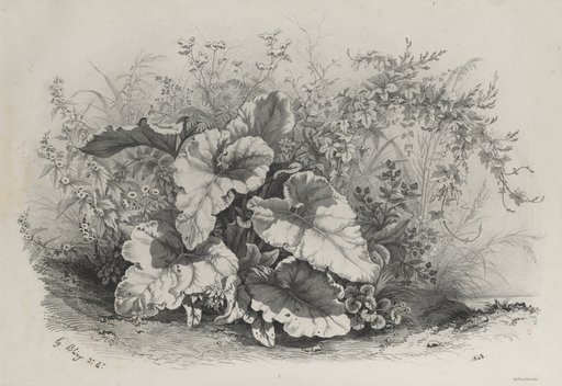 Plant Study from Group of Various Plants Drawn and Lithographed after Nature (Groupes de Plantes varies dessinées sur Nature et lithographiées...)