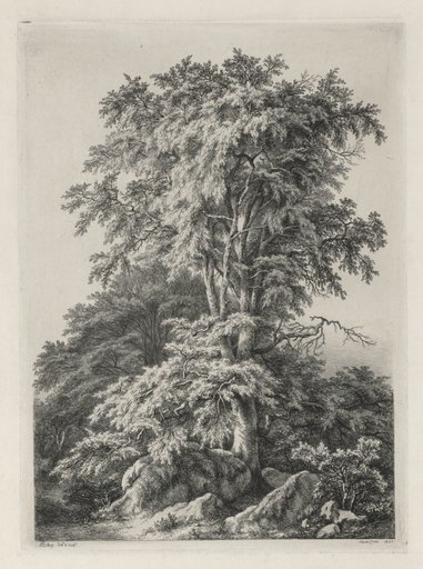 Studies Drawn and Engraved after Nature: The Beach, Fontainebleau (Études dessinées et Gravées D'après nature: Le hêtre, Fontainebleau)