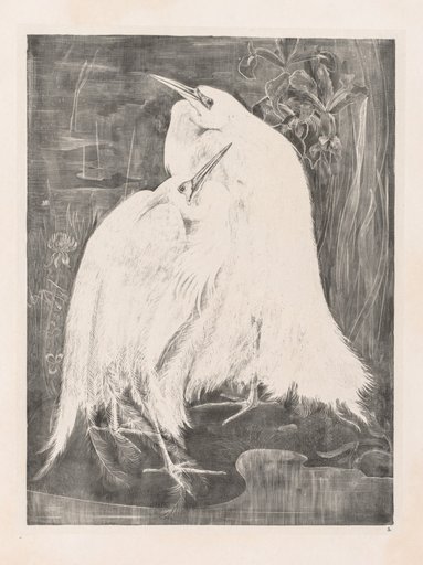 Animal Studies: Two Silver Herons