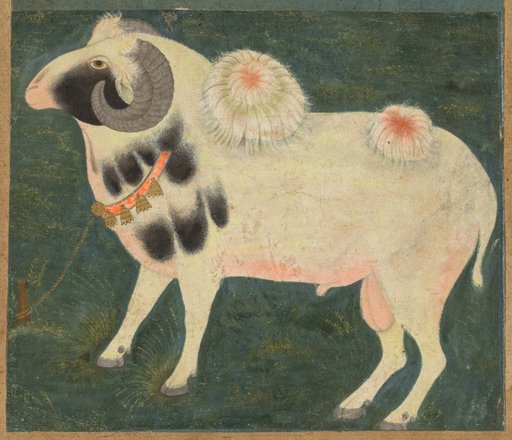 A royal ram with a gold chain