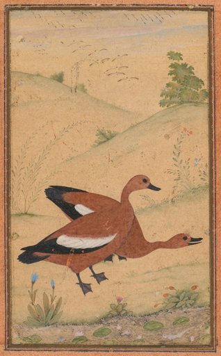 A pair of Brahminy ducks