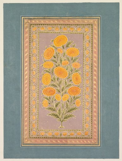 Flowering Marigold (verso)