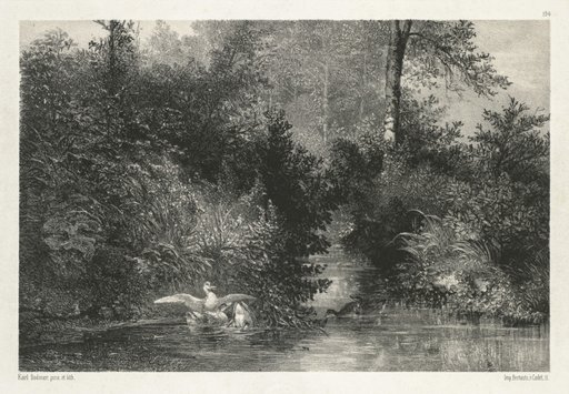 Canards (Ducks)