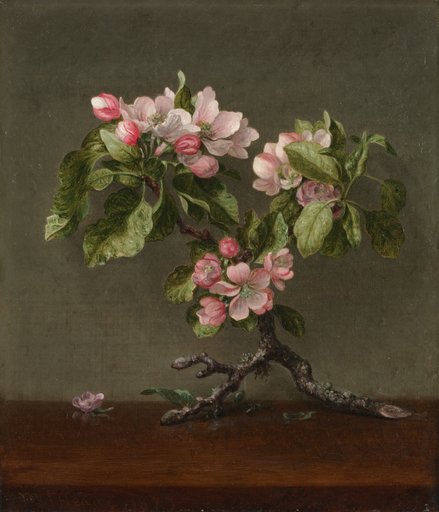 Apple Blossoms