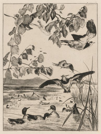 Lapwings and Teals