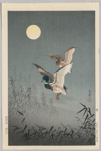 Tokyo Views: Ducks