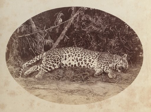 Dead Leopard
