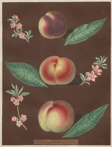 Pomona Britannica: No. 33 - Peaches