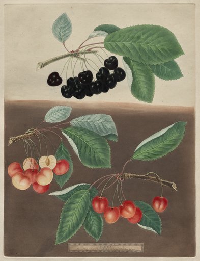Pomona Britannica: No. 10 - Cherries