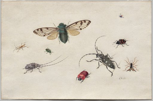 Studies of Insects