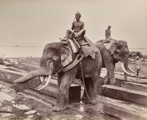 Untitled (elephants moving blocks of wood) (recto)