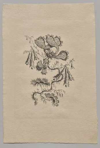 Persian Flowers