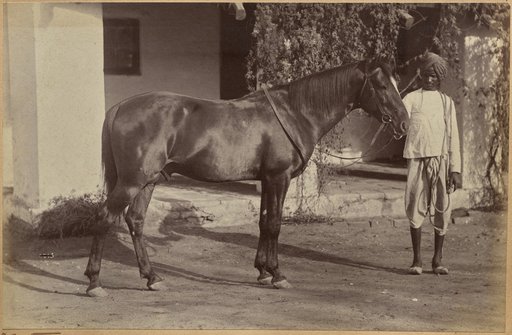 Captain Bailward's horses (recto, bottom)