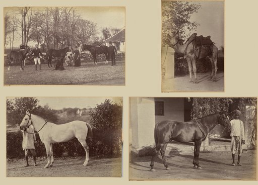 Captain Brown's horses, Jhansi (recto, top); Captain Bailward's horses (recto, bottom); Captain Bailward's camel (verso, left); Captain Bailward's horse, Jhanso (verso, right)