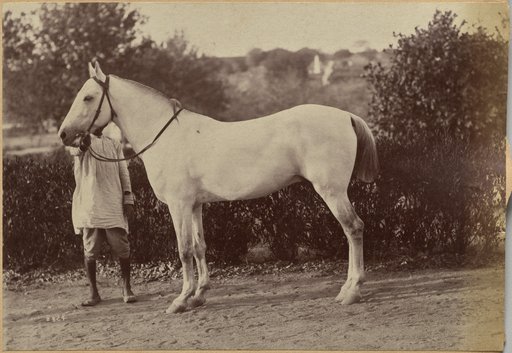 Captain Bailward's horse, Jhansi (verso, right)