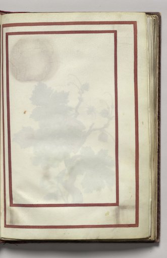 Border, folio 10 (recto), from Florilegium (A Book of Flower Studies)