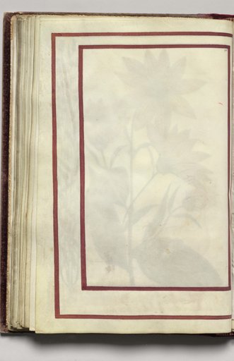 Border, folio 28 (verso), from Florilegium (A Book of Flower Studies)