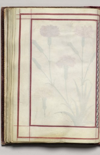 Border, folio 31 (verso), from Florilegium (A Book of Flower Studies)