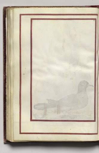 Border, folio 39 (verso), from Florilegium (A Book of Flower Studies)