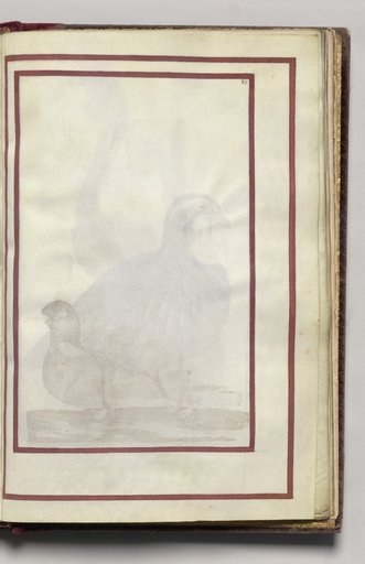 Border, folio 40 (recto), from Florilegium (A Book of Flower Studies)
