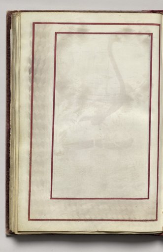 Border, folio 42 (verso), from Florilegium (A Book of Flower Studies)