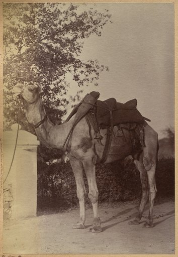Captain Bailward's camel (verso, left)