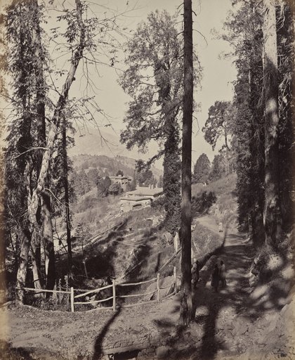 Murree. A Hill Station in the Himmalayahs, View Through the Forest