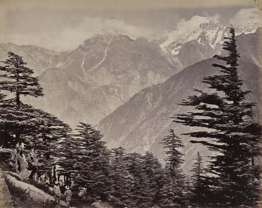 The Upper Himmalayahs. View Near China Mountains. Deoders in the Foreground