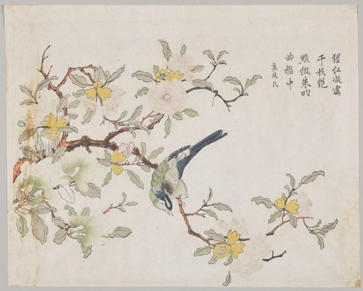 Bird on Pomegranate