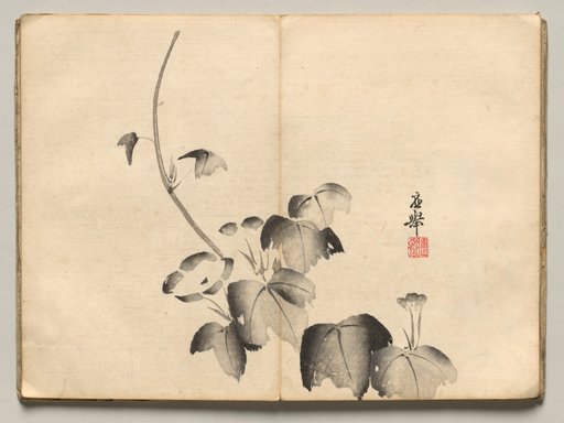 Morning Glory from Ōkyo Picture Book