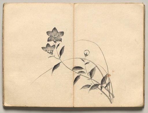 Chinese Bellflower from Ōkyo Picture Book