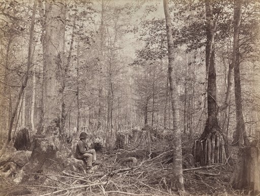 Great Dismal Swamp, Virginia