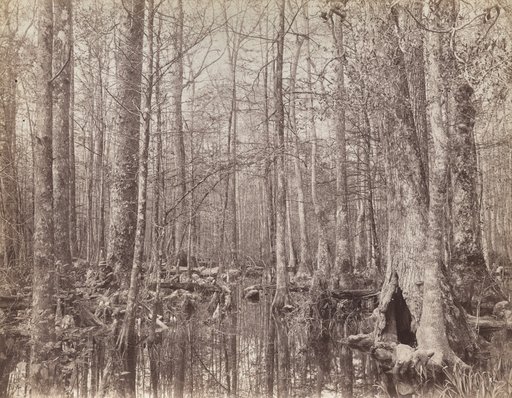 Great Dismal Swamp, Virginia
